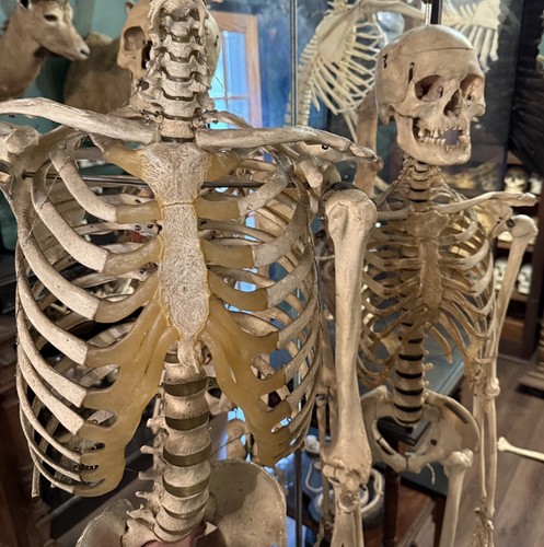 Real human skeleton skull - human,