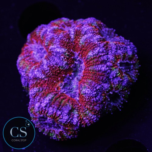 Ultra rainbow acan - cs,