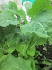    Asturian Tree Cabbage -