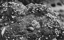 POSTCARD - GULLS NEST & CHICK - REAL PHOTO - JAMES GIBSON - SCILLY ISLES