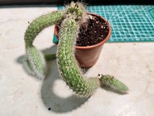 Hildewintera Colademononis or