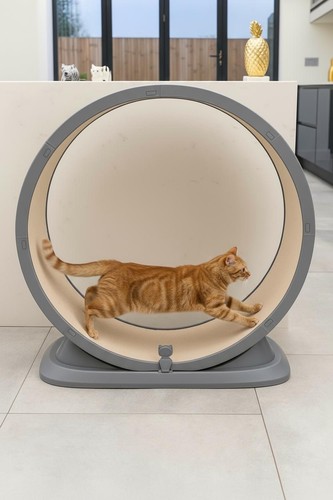 Large cat exercise - exercise, wheel