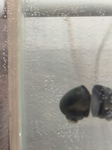 Mystery snails pomacea - mystery,
