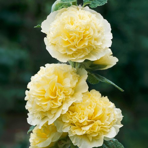 Alcea double yellow - alcea,