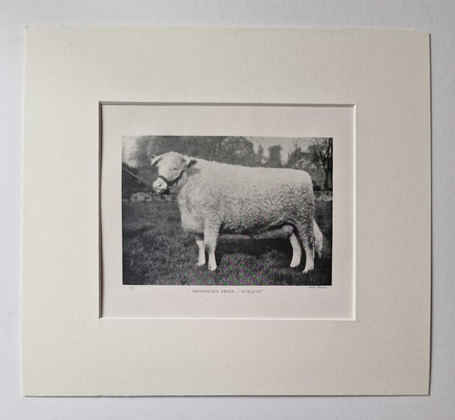 Parsons shorthorn steer 1918 - steer,,