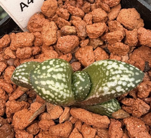 5cmm rarelive house plant - 3.5cmm,