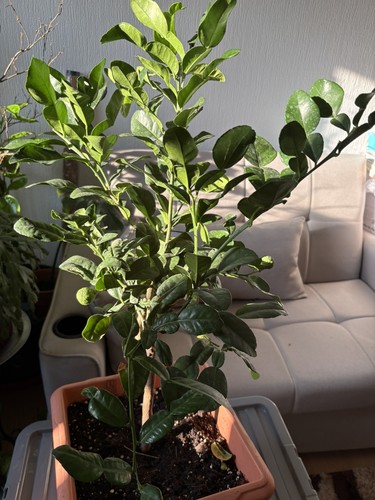 Kaffir lime tree - lime, :large