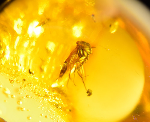 Rare insect dominican amber - rare,