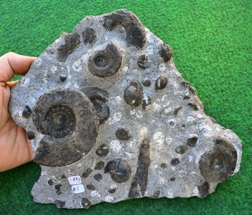 Ammonite natural fossil - ammonite,