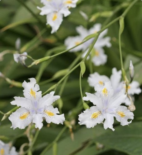 Iris confusa alba - confusa, white