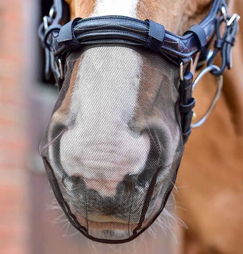 Equilibrium micklem nose - nose, net