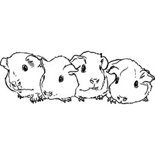 'Baby Guinea Pigs' Unmounted