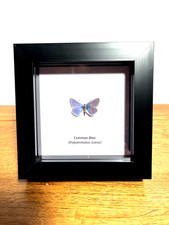 Common Blue Butterfly in Box Frame Insect Taxidermy