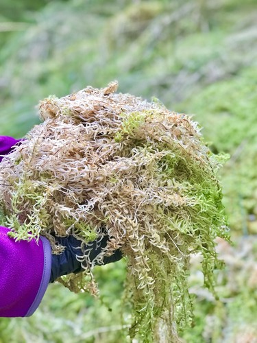 Fresh sphagnum moss - fresh, (big)