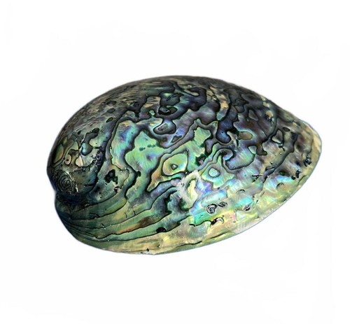 Paua shell new - paua, zealand