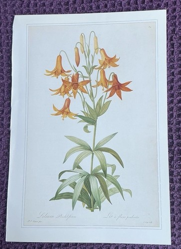 Print canada lily - print, of