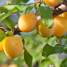 Patio Plum 'Golddust' Fruit