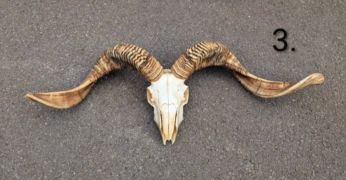 Ram skull skulls - skull,, bones