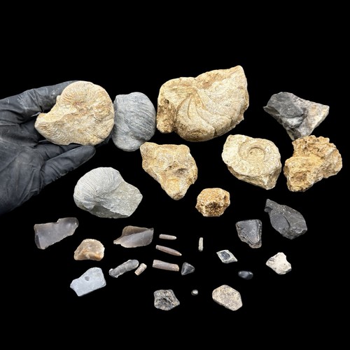 1kg british fossil mix 28 - 1kg,