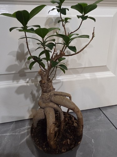 Ficus bonsai plant pot - bonsai,