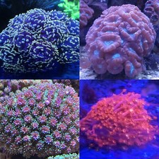Coral frags LPS Torch gold