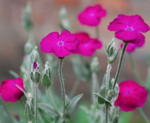 Rose campion pink large - 4,