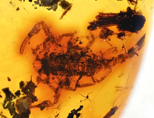 Rare nearly complete - , scorpion