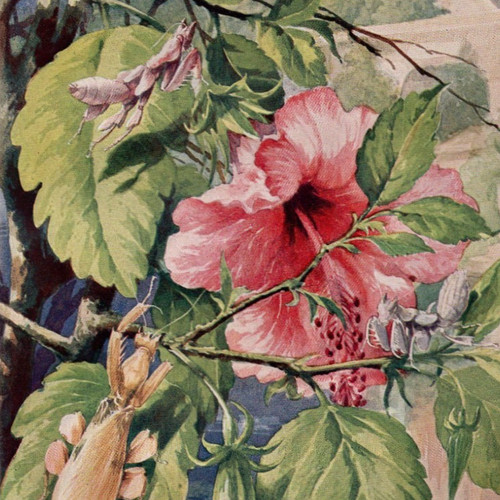 Orchid mantis hibiscus - on,