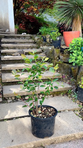 Large litre pot aronia - pot,