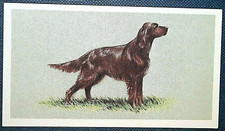 IRISH SETTER  aka Red Setter   Vintage 1979 Portrait Card  FE24MS