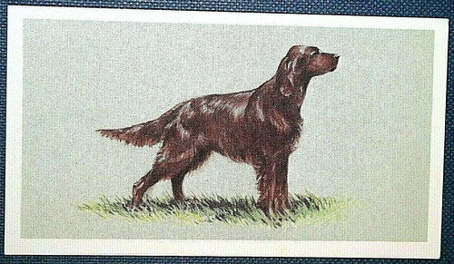 Irish setter aka red - ,
