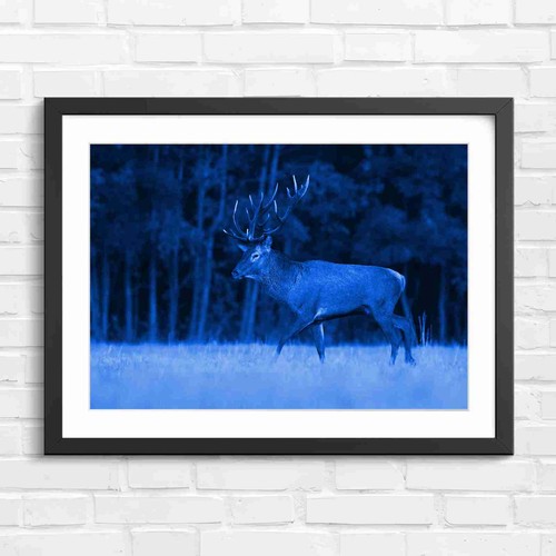 Majestic red stag antlers - majestic,