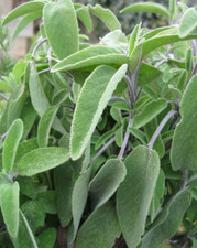 Sage plant Very Aromatic Herb Plant 9cm Pots - Attracts wildlife