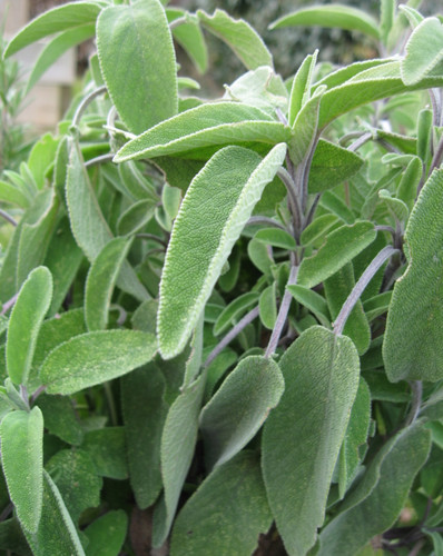 Sage plant very aromatic herb - sage,