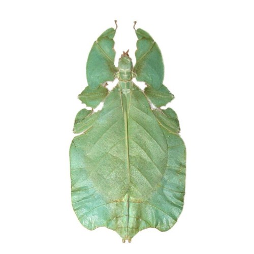 Phyllium pulchrifolium green - phyllium,