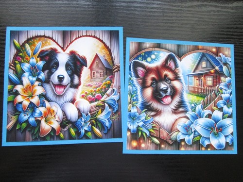 Set border collie - x,