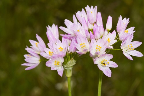 Bulbs allium pink roseum - pink,