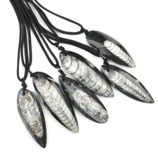 Polished Orthoceras Fossil