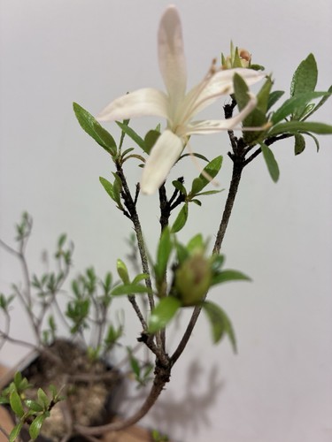 Satsuki azalea kozan - satsuki,