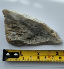 Tisbury starstone fossil coral - starstone,