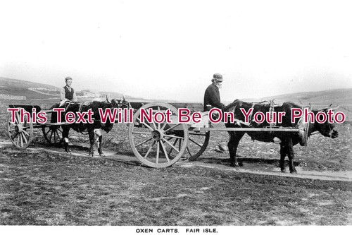 369 oxen carts fair - 369,