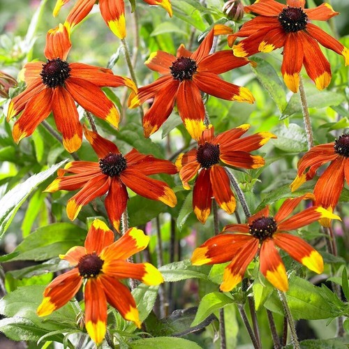 Rudbeckia triloba prairie - rudbeckia,