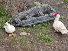 muscovy duck hatching eggs
