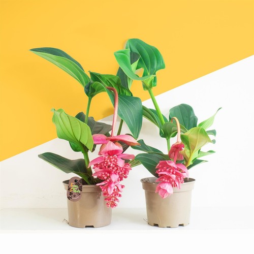 Large medinilla magnifica rose - large,