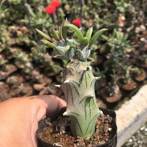 6cm succulent cactus - cactus, plant