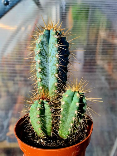 Pilosocereus pachycladus - pilosocereus,