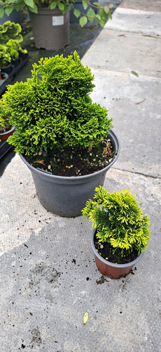 Chamaecyparis obtusa nana - obtusa, 'nana