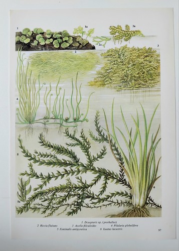 Vintage botanical print - botanical,