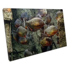 Piranha Fish Canvas Print