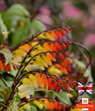 MINA LOBATA 25 SEEDS IPOMOEA